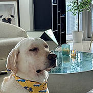 Tony is registered to the contest to win money with this photo: artwork, bandana, calm, candle, city_view, decor, dog, furniture, glass_table, indoor, labrador, living_room, modern, pet, plant, portrait, seated, white_dog, window, yellow
