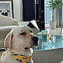 artwork, bandana, calm, candle, city_view, decor, dog, furniture, glass_table, indoor, labrador, living_room, modern, pet, plant, portrait, seated, white_dog, window, yellow
