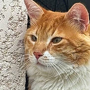Eliott participe au concours pour gagner de l'argent avec cette photo : cat, orange_cat, white_fur, close_up, whiskers, ears, nose, fur, pet, animal, domestic_cat, portrait, side_profile, texture, wall, outdoor, natural_light, feline, curious, calm