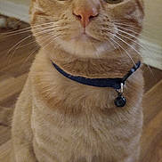 Garfield is registered to the contest to win money with this photo: cat, orange_tabby, collar, bell, pet, indoor, wooden_floor, whiskers, ears, curious, feline, animal, sitting, wide_eyes, close_up, fur, domestic_cat, cute, alert, front_paws