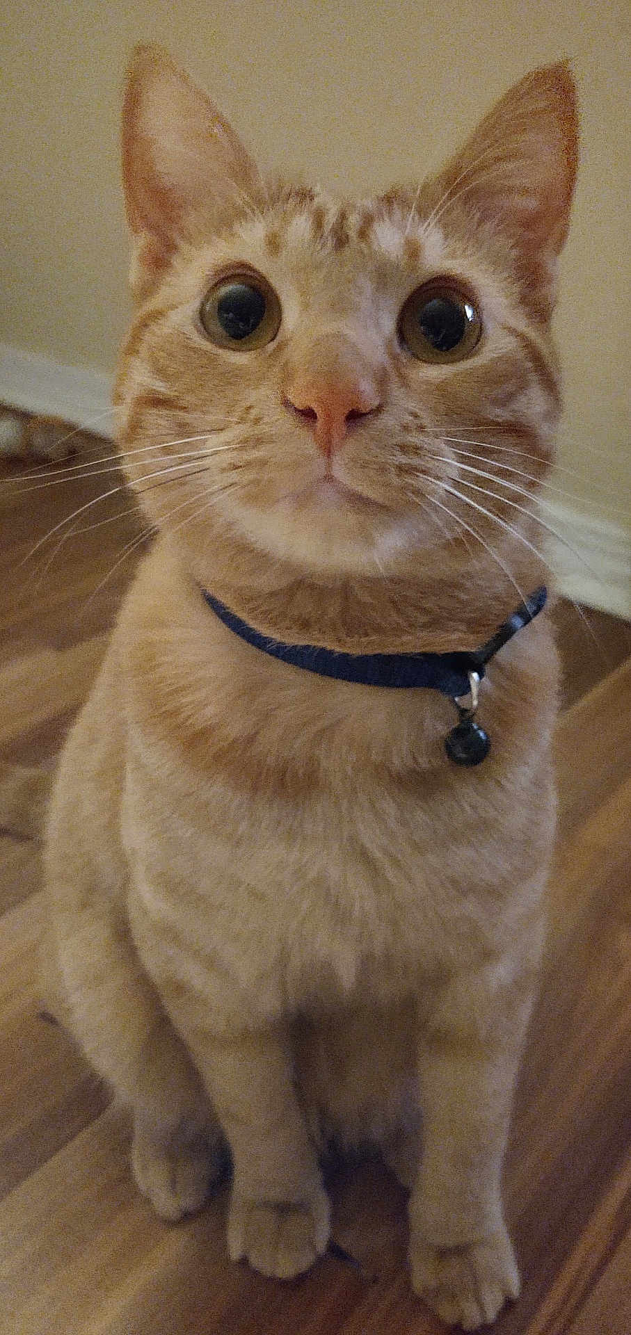 Garfield is registered to the contest to win money with this photo: cat, orange_tabby, collar, bell, pet, indoor, wooden_floor, whiskers, ears, curious, feline, animal, sitting, wide_eyes, close_up, fur, domestic_cat, cute, alert, front_paws