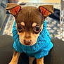 puppy, dog, small_dog, blue_sweater, knitwear, cute, indoor, pet, animal, brown_fur, tan_fur, closeup, portrait, sitting, big_eyes, adorable, young_dog, front_paws, cozy, domestic