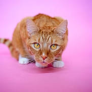 Mango joined the competition — help win amazing prizes! animal, cat, closeup, crouching, curious, cute, feline, focused, fur, indoor, muzzle, orange_tabby, paws, pet, pink_background, playful, soft_light, tail, whiskers, yellow_eyes