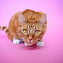 animal, cat, closeup, crouching, curious, cute, feline, focused, fur, indoor, muzzle, orange_tabby, paws, pet, pink_background, playful, soft_light, tail, whiskers, yellow_eyes