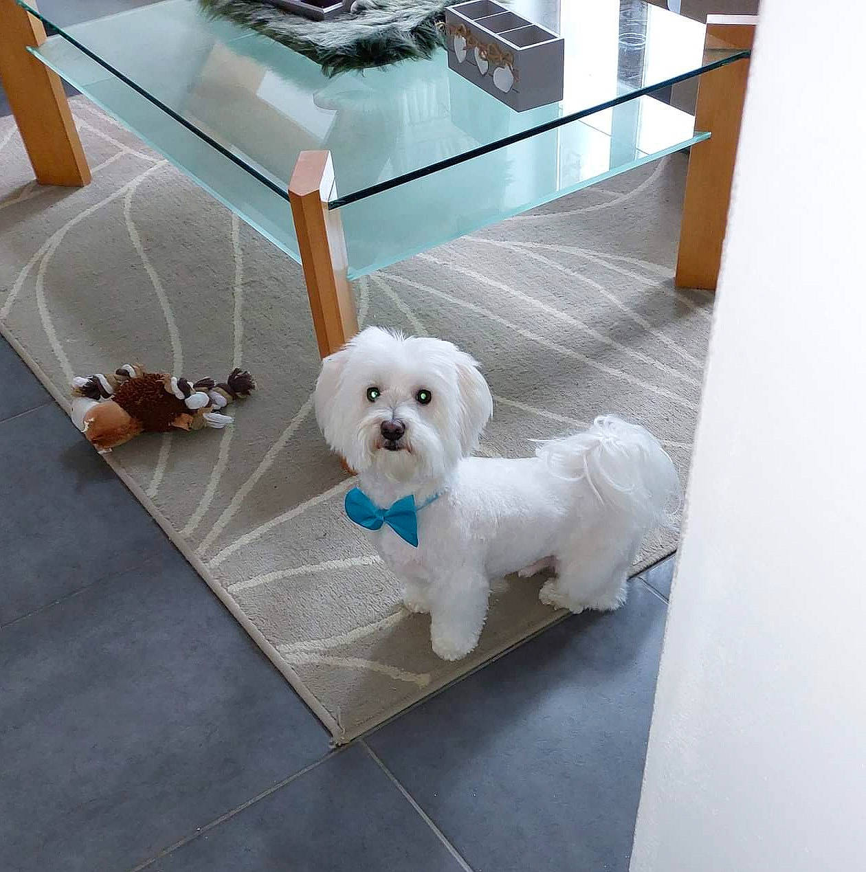 Barney a rejoint le concours — aidez-le/la à gagner de superbes lots ! bichon, canidae, carnivore, collar, companion_dog, dog, dog_breed, dog_collar, dog_supply, fawn, floor, flooring, fur, non_sporting_group, pet_supply, puppy, small_terrier, sporting_group, toy_dog, working_animal