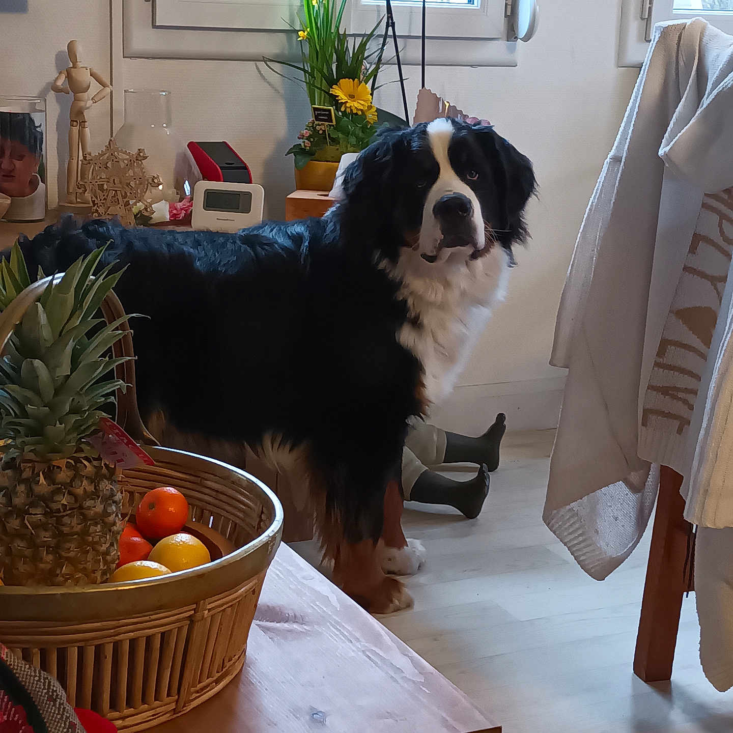 Vasco participe au concours pour gagner de l'argent avec cette photo : animal, architecture, basket, building, canine, couch, dog, flower, flowerarrangement, food, fruit, furniture, hardwood, person, pet, pineapple, plant, plywood, produce, wood