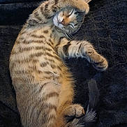 Woody participe au concours pour gagner de l'argent avec cette photo : abyssinian, animal, armchair, blanket, cat, chair, couch, egyptiancat, furniture, kitten, manx, ocelot, person, pet, siamese, sleeping