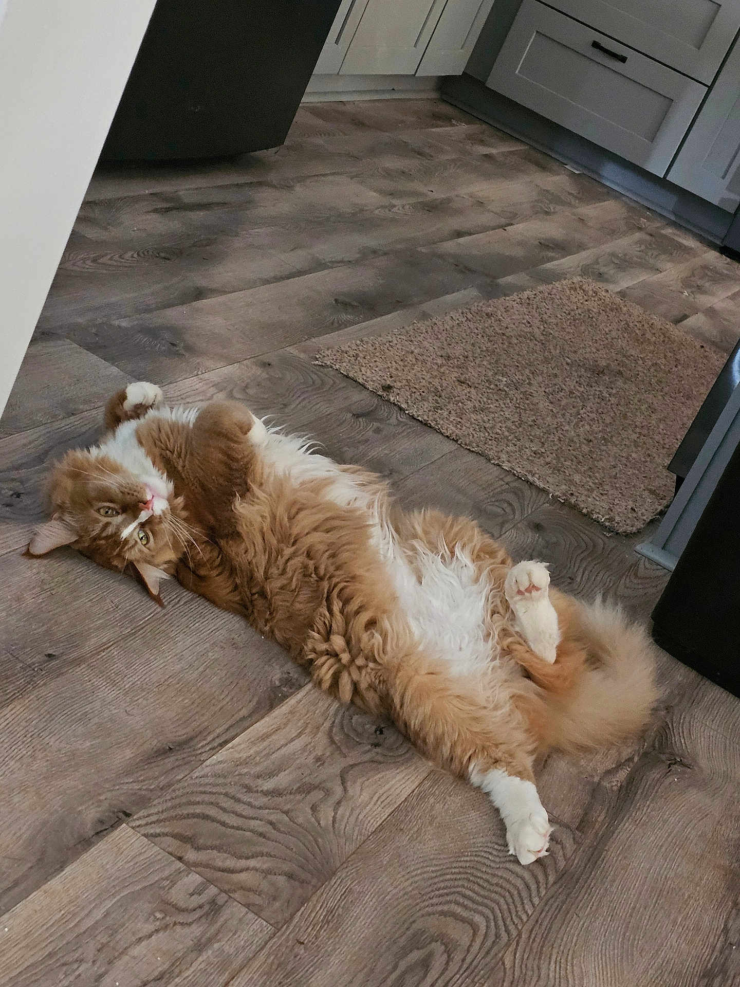 Apollo