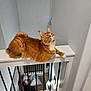 Apollo joined the competition — help win amazing prizes! cat, orange_cat, indoor, railing, stairwell, curious, pet, feline, white_railing, carpet, light_fixture, walls, looking_up, fluffy, domestic_cat, whiskers, ears, paws, home, cozy