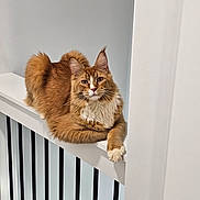 Apollo is registered to the contest to win money with this photo: cat, orange_cat, fluffy, long_hair, railing, indoor, pet, animal, relaxed, posing, feline, whiskers, ears, paw, looking_at_camera, house, minimalistic, white_wall, calm, domestic_cat