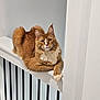 cat, orange_cat, fluffy, long_hair, railing, indoor, pet, animal, relaxed, posing, feline, whiskers, ears, paw, looking_at_camera, house, minimalistic, white_wall, calm, domestic_cat