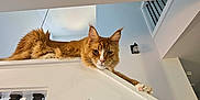 Apollo is registered to the contest to win money with this photo: cat, orange_tabby, staircase, railing, indoor, pet, feline, fur, whiskers, paw, relaxed, home_interior, light, shadow, modern, architecture, walls, balusters, carpet, curious