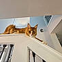 cat, orange_tabby, staircase, railing, indoor, pet, feline, fur, whiskers, paw, relaxed, home_interior, light, shadow, modern, architecture, walls, balusters, carpet, curious