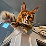 Apollo joined the competition — help win amazing prizes! cat, orange_cat, paw, whiskers, staircase, indoor, white_wall, railing, curious, pet, feline, close_up, playful, house, fur, animal, claws, looking, reaching, portrait