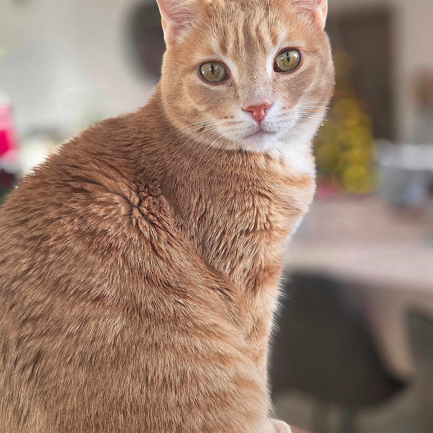 Pattenrond a rejoint le concours — aidez-le/la à gagner de superbes lots ! animal, blurred_background, calm, cat, closeup, curious, cute, domestic_cat, ears, eyes, feline, fur, indoor, orange_tabby, pet, portrait, sitting, soft_light, whiskers, wooden_surface