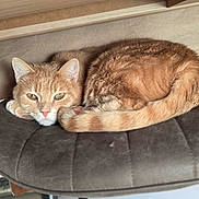 Pattenrond a rejoint le concours — aidez-le/la à gagner de superbes lots ! cat, ginger_cat, feline, pet, indoor, cushioned_chair, resting, sleepy, fur, whiskers, tail, ears, face, eyes, relaxed, cozy, soft_light, home, furniture, animal