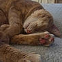 animal, blanket, cat, close_up, cozy, cute, domestic_cat, feline, fur, indoor, orange_tabby, paw, peaceful, pet, pink_pads, relaxation, resting, sleeping, soft_texture, whiskers
