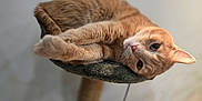 Pattenrond a rejoint le concours — aidez-le/la à gagner de superbes lots ! cat, ginger_cat, pet, feline, animal, cute, fur, whiskers, ears, eyes, relaxed, indoor, cat_tree, perch, cozy, sleepy, domestic_cat, mammal, resting, cute_pet