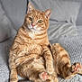 Pattenrond participe au concours pour gagner de l'argent avec cette photo : animal, blanket, cat, closeup, comfortable, cozy, cute, domestic_animal, ears, feline, fur, ginger_cat, indoor, paw_pads, pet, portrait, relaxed, sitting, soft_texture, whiskers