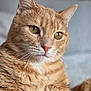 animal, cat, close_up, cute, domestic_cat, ears, face, feline, focus, fur, ginger_cat, green_eyes, indoor, mammal, pet, portrait, relaxed, soft_light, tabby, whiskers