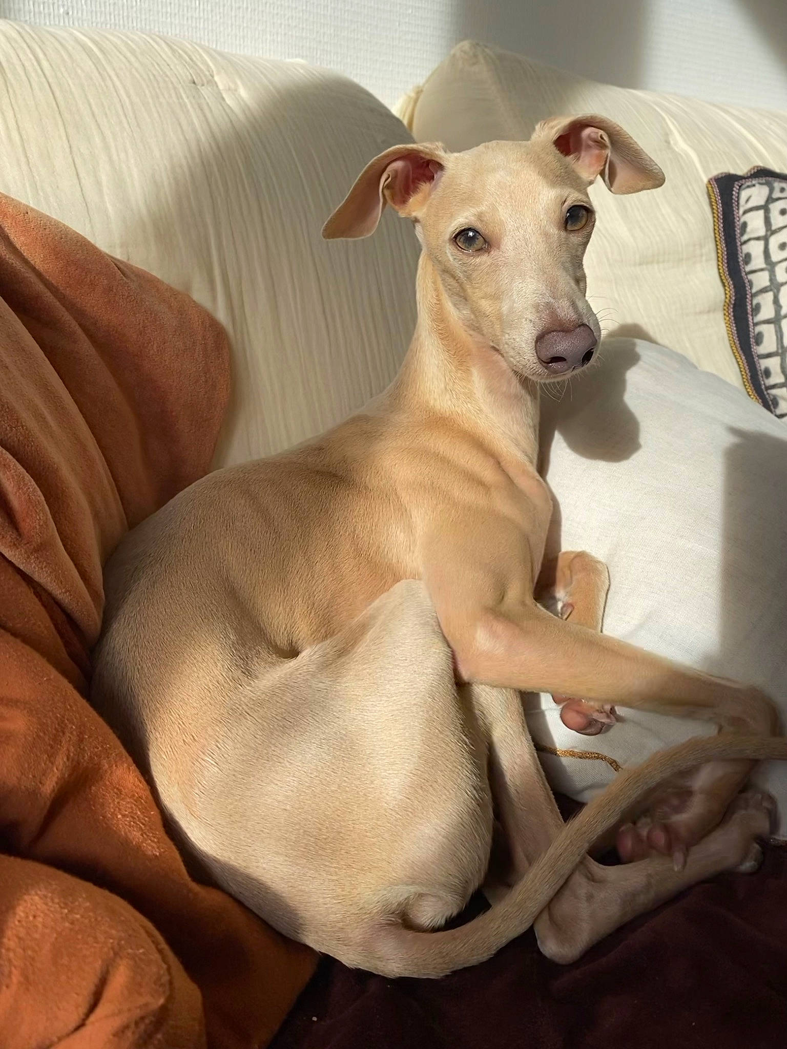 Utah a rejoint le concours — aidez-le/la à gagner de superbes lots ! canidae, carnivore, comfort, companion_dog, dog, dog_breed, fawn, non_sporting_group, sighthound, sporting_group, telephone, terrestrial_animal, toy_dog, working_animal