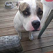 Bredda a rejoint le concours — aidez-le/la à gagner de superbes lots ! dog, canine, pet, brown_eyes, outdoor, wooden_deck, water_bowl, furniture, curious, close_up, white_fur, brown_spots, snout, ears, paw, looking_up, domestic_animal, daylight, summer, relaxed