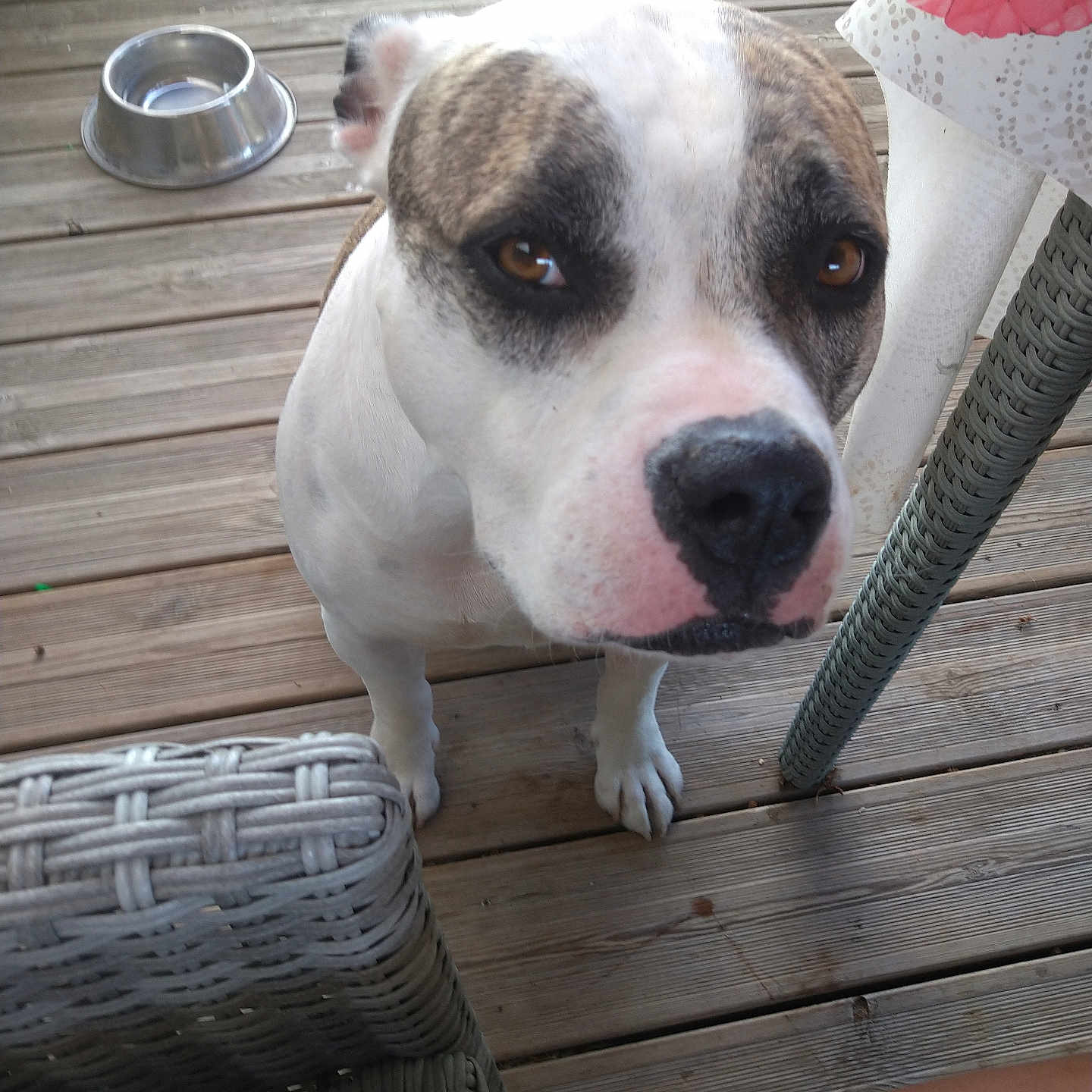 Bredda a rejoint le concours — aidez-le/la à gagner de superbes lots ! dog, canine, pet, brown_eyes, outdoor, wooden_deck, water_bowl, furniture, curious, close_up, white_fur, brown_spots, snout, ears, paw, looking_up, domestic_animal, daylight, summer, relaxed