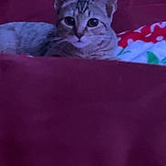 Ellie joined the competition — help win amazing prizes! cat, tabby_cat, pet, indoor, bed, blanket, red_bedspread, feline, animal, cute, resting, relaxed, whiskers, ears, fur, cozy, looking, curious, soft, domestic_animal