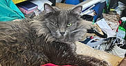 Linx is registered to the contest to win money with this photo: cat, gray_cat, furniture, couch, blanket, clutter, books, container, shelf, indoor, pet, relaxed, animal, messy_room, household_items, table, lamp, storage, fabric, resting
