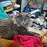 animal, blanket, books, cat, clutter, container, couch, fabric, furniture, gray_cat, household_items, indoor, lamp, messy_room, pet, relaxed, resting, shelf, storage, table