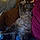 Linx