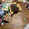 Linx is registered to the contest to win money with this photo: cat, cardboard_box, clutter, messy_room, wooden_floor, cans, torn_cardboard, toy, scratching_post, fabric, plastic_bag, household_items, pet, indoor, gray_cat, sitting, looking_up, floor, container, pet_toy
