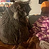 animal, bed, blanket, cat, clothes, cozy, cute, domestic, fluffy, fur, furniture, gray_cat, household, indoor, pet, relaxed, sitting, soft, warm_lighting, whiskers