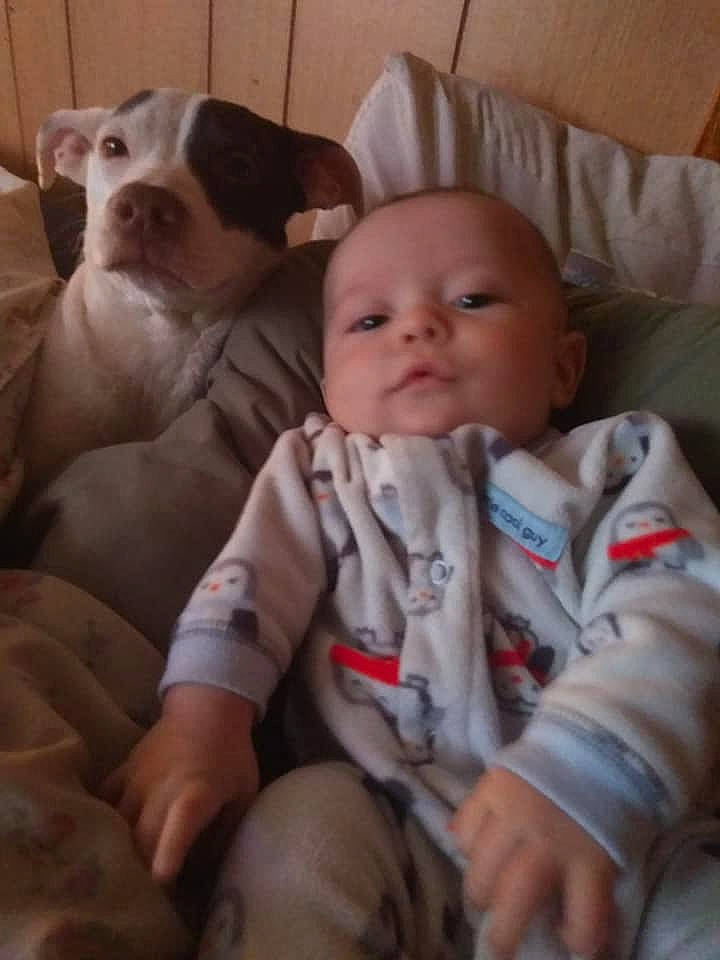 Hayden-ray joined the competition — help win amazing prizes! american_bulldog, american_pit_bull_terrier, american_staffordshire_terrier, baby, canidae, carnivore, cheek, child, companion_dog, dog, dog_breed, fawn, non_sporting_group, person, pit_bull, puppy_love, toddler