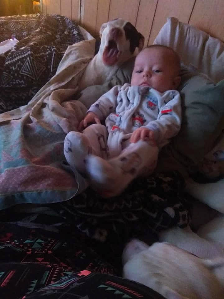 Hayden-ray is registered to the contest to win money with this photo: american_bulldog, baby, birth, canidae, carnivore, child, dog, dog_breed, non_sporting_group, person, pit_bull, pointer