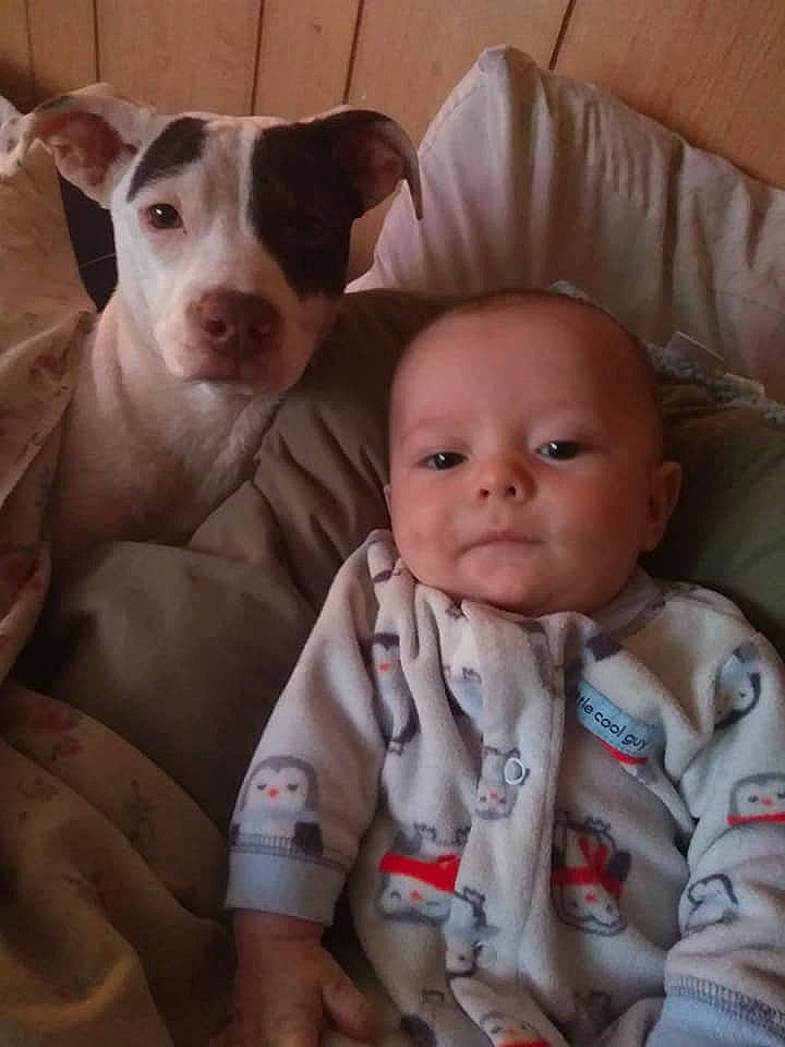Hayden-ray joined the competition — help win amazing prizes! baby, canidae, carnivore, child, companion_dog, dog, dog_breed, fawn, non_sporting_group, nose, person, pit_bull