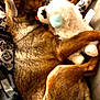 Cheeky joined the competition — help win amazing prizes! animal, blanket, brown_fur, closeup, comfort, cozy, cute, dog, domestic, fur, hugging, indoor, laying_down, pet, relaxation, resting, sleeping, snuggling, stuffed_animal, toy