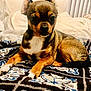 Cheeky is registered to the contest to win money with this photo: animal, bed, blanket, brown_dog, cozy, cute, dog, domestic, ears, fur, indoor, lying_down, patterned_blanket, pet, pillow, puppy, resting, small_dog, tail, white_chest