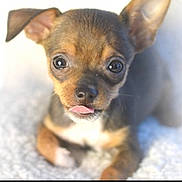 Cheeky joined the competition — help win amazing prizes! puppy, dog, small_dog, tongue_out, cute, pet, animal, fur, ears, eyes, face, lying_down, close_up, adorable, young, mammal, whiskers, nose, soft_surface, brown_fur