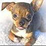 puppy, dog, small_dog, tongue_out, cute, pet, animal, fur, ears, eyes, face, lying_down, close_up, adorable, young, mammal, whiskers, nose, soft_surface, brown_fur