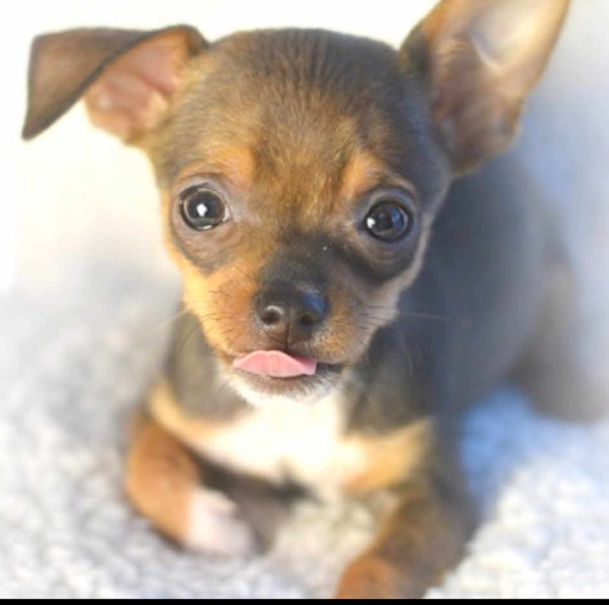 Cheeky joined the competition — help win amazing prizes! puppy, dog, small_dog, tongue_out, cute, pet, animal, fur, ears, eyes, face, lying_down, close_up, adorable, young, mammal, whiskers, nose, soft_surface, brown_fur