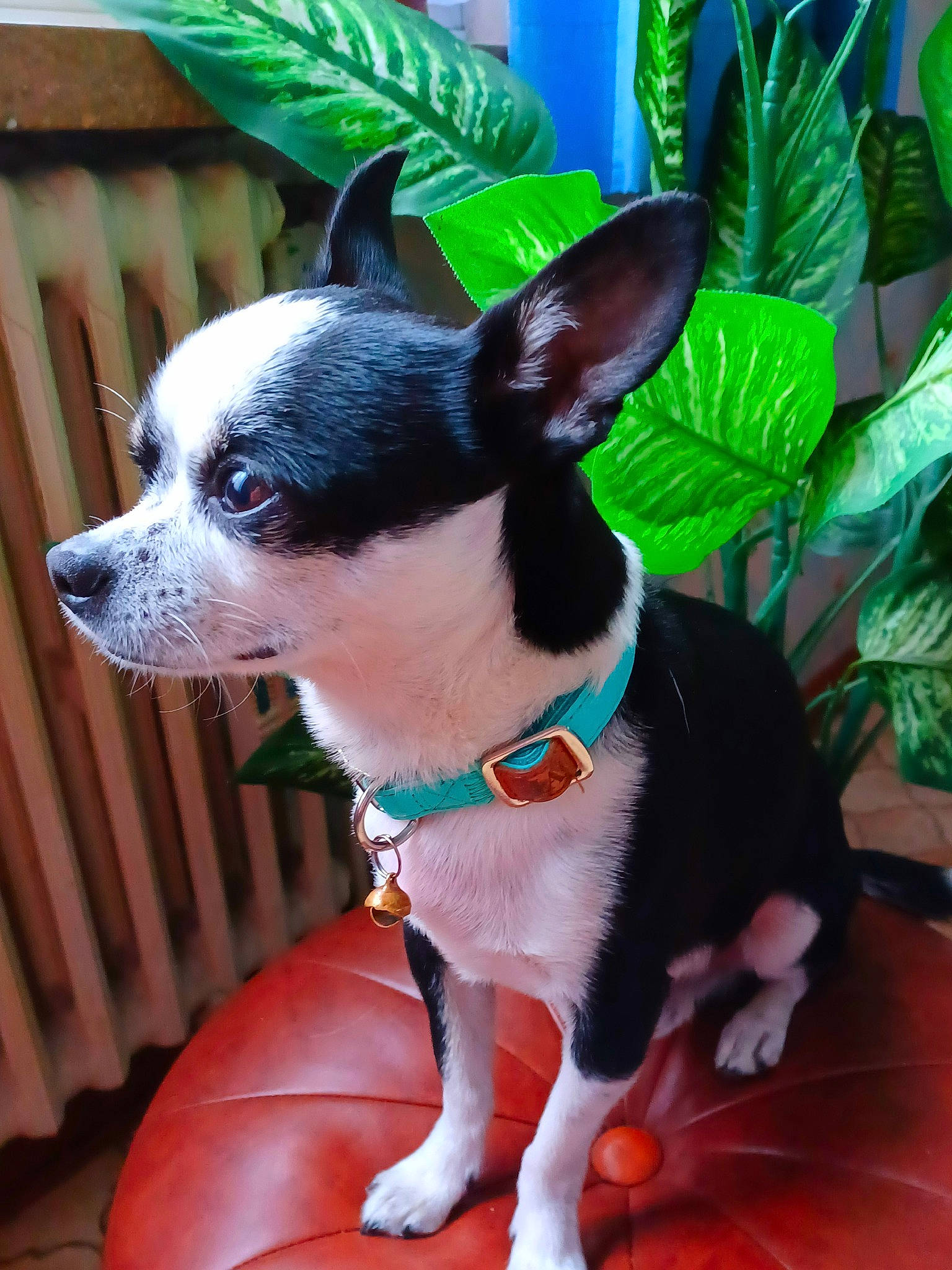 Snoopy a rejoint le concours — aidez-le/la à gagner de superbes lots ! canidae, carnivore, collar, companion_dog, dog, dog_breed, dog_collar, dog_supply, fawn, fur, green, non_sporting_group, party_hat, plant, sporting_group, tail, terrestrial_animal, toy_dog, whiskers, working_animal