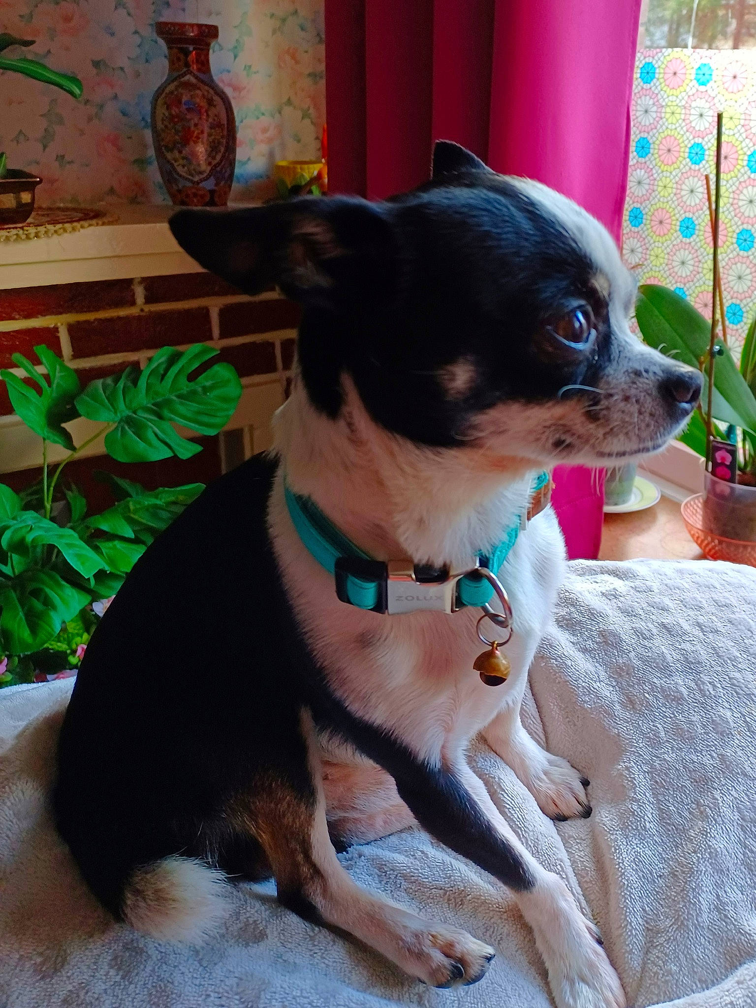 Snoopy participe au concours pour gagner de l'argent avec cette photo : canidae, carnivore, collar, companion_dog, dog, dog_breed, dog_collar, dog_supply, fawn, flowerpot, houseplant, leash, liver, pet_supply, plant, snout, toy_dog, whiskers, window, working_animal