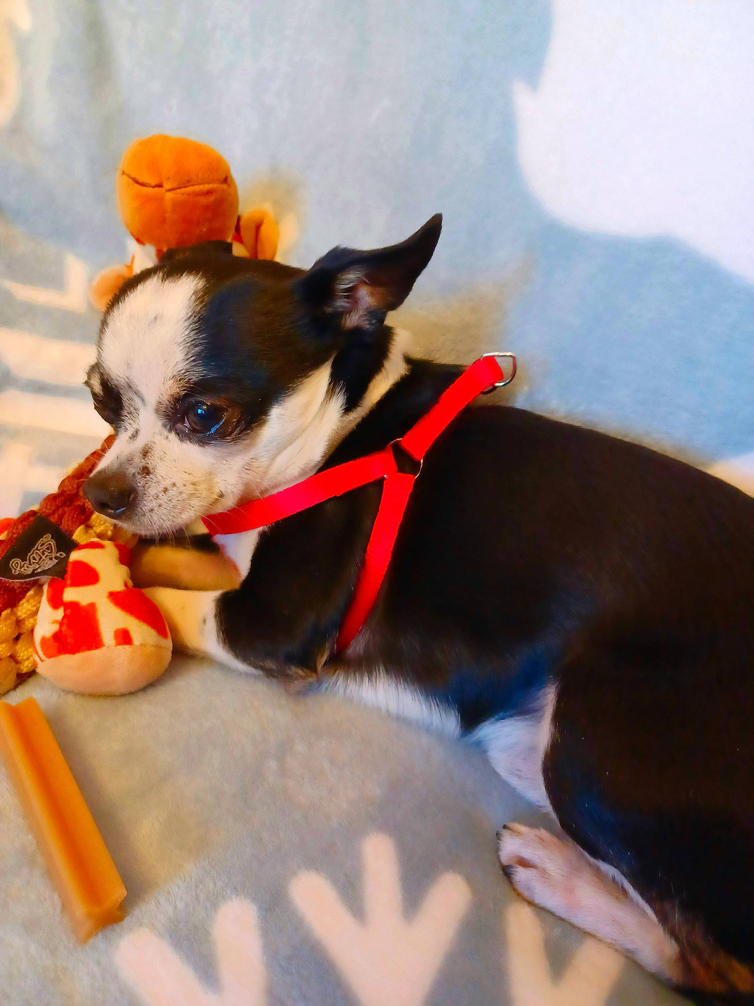 Snoopy participe au concours pour gagner de l'argent avec cette photo : canidae, carnivore, chihuahua, collar, companion_dog, dog, dog_breed, dog_clothes, dog_collar, dog_supply, fawn, leash, personal_protective_equipment, snout, sporting_group, sunglasses, tail, toy_dog, whiskers, working_animal