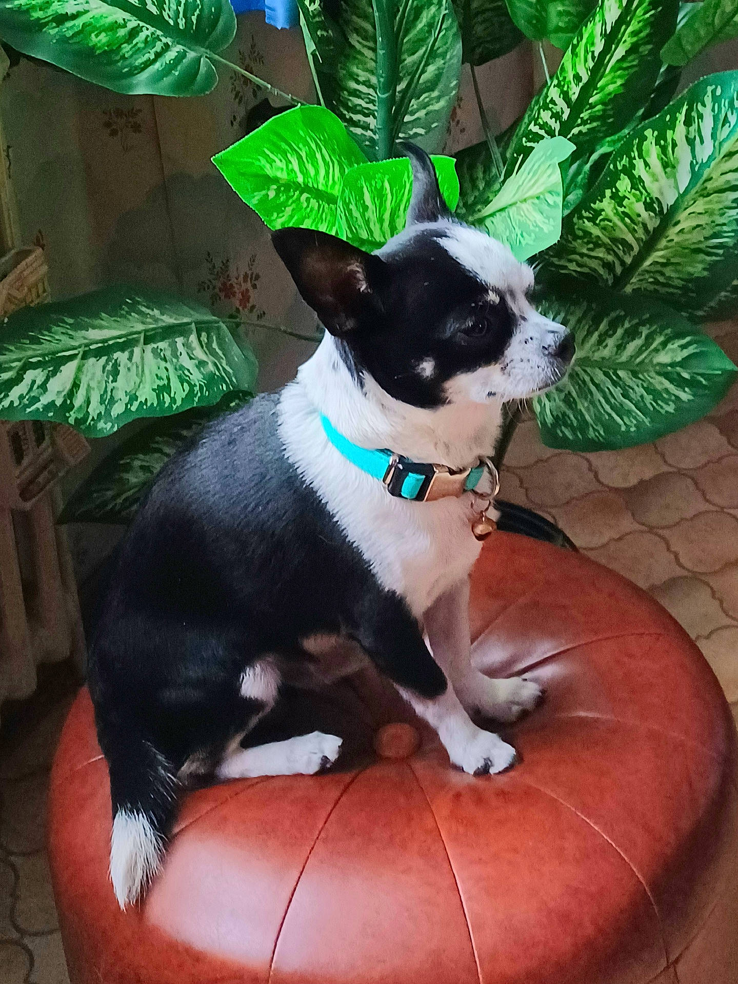 Snoopy participe au concours pour gagner de l'argent avec cette photo : boston_terrier, canidae, carnivore, collar, comfort, companion_dog, dog, dog_breed, dog_collar, dog_supply, fashion_accessory, fawn, formal_wear, pet_supply, plant, snout, sporting_group, tail, terrestrial_animal, working_animal