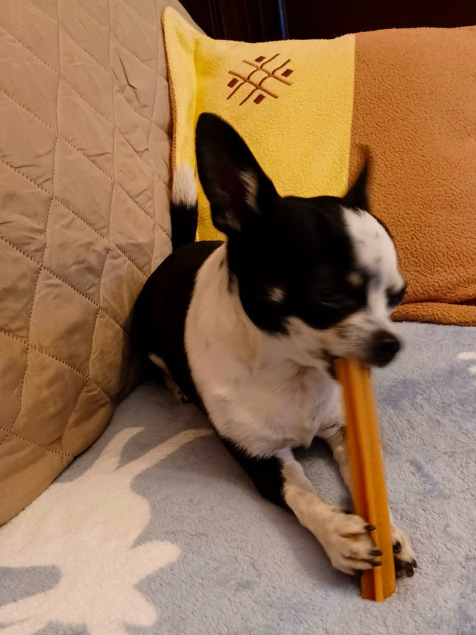 Snoopy a rejoint le concours — aidez-le/la à gagner de superbes lots ! canidae, carnivore, chihuahua, collar, comfort, companion_dog, dog, dog_breed, dog_supply, fawn, linens, non_sporting_group, pet_supply, small_terrier, snout, sporting_group, tail, toy_dog, whiskers, working_animal