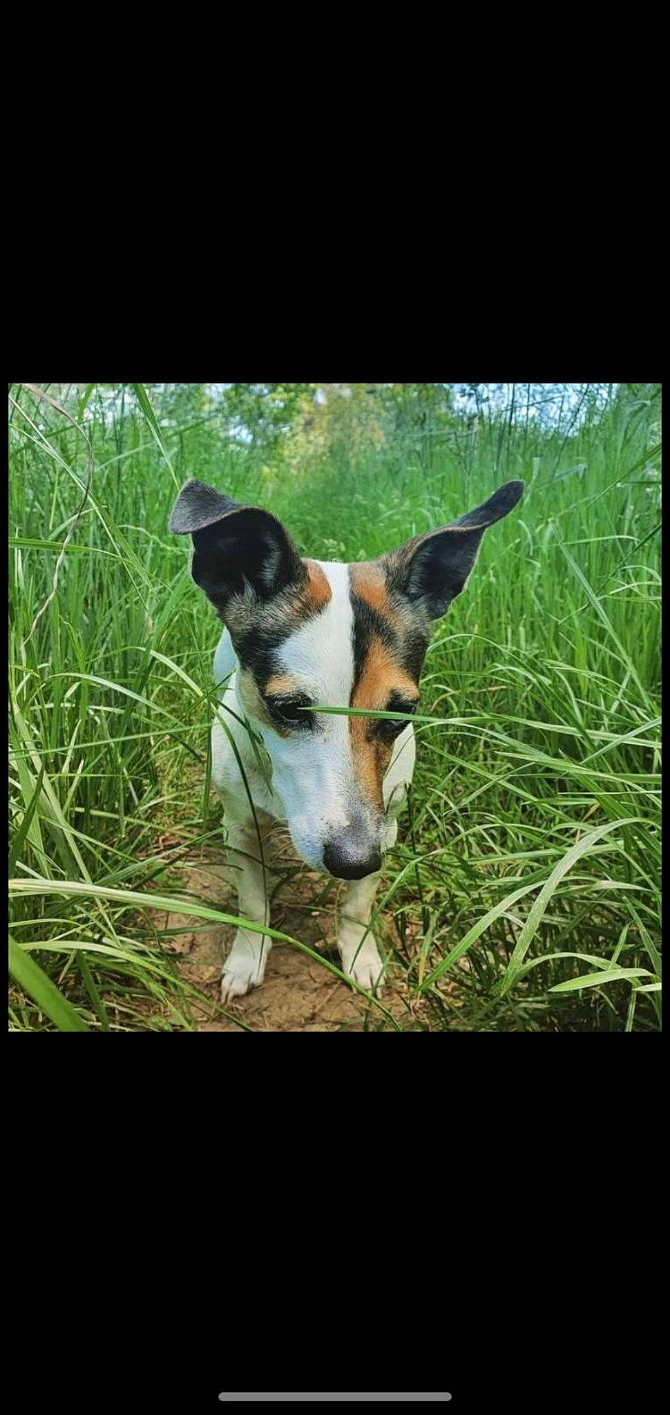 Ibis participe au concours pour gagner de l'argent avec cette photo : carnivore, companion_dog, dog, dog_breed, font, grass, grassland, herding_dog, irishjacks, landscape, natural_landscape, plant, rectangle, sporting_group, square, tail, terrestrial_animal, terrestrial_plant, terrier, working_animal