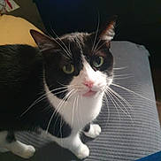 Slim a rejoint le concours — aidez-le/la à gagner de superbes lots ! cat, tuxedo_cat, pet, whiskers, green_eyes, indoor, couch, upholstery, closeup, portrait, front_paws, fur, black_and_white, looking_at_camera, curious, long_whiskers, pink_nose, feline, living_room, digital_clock