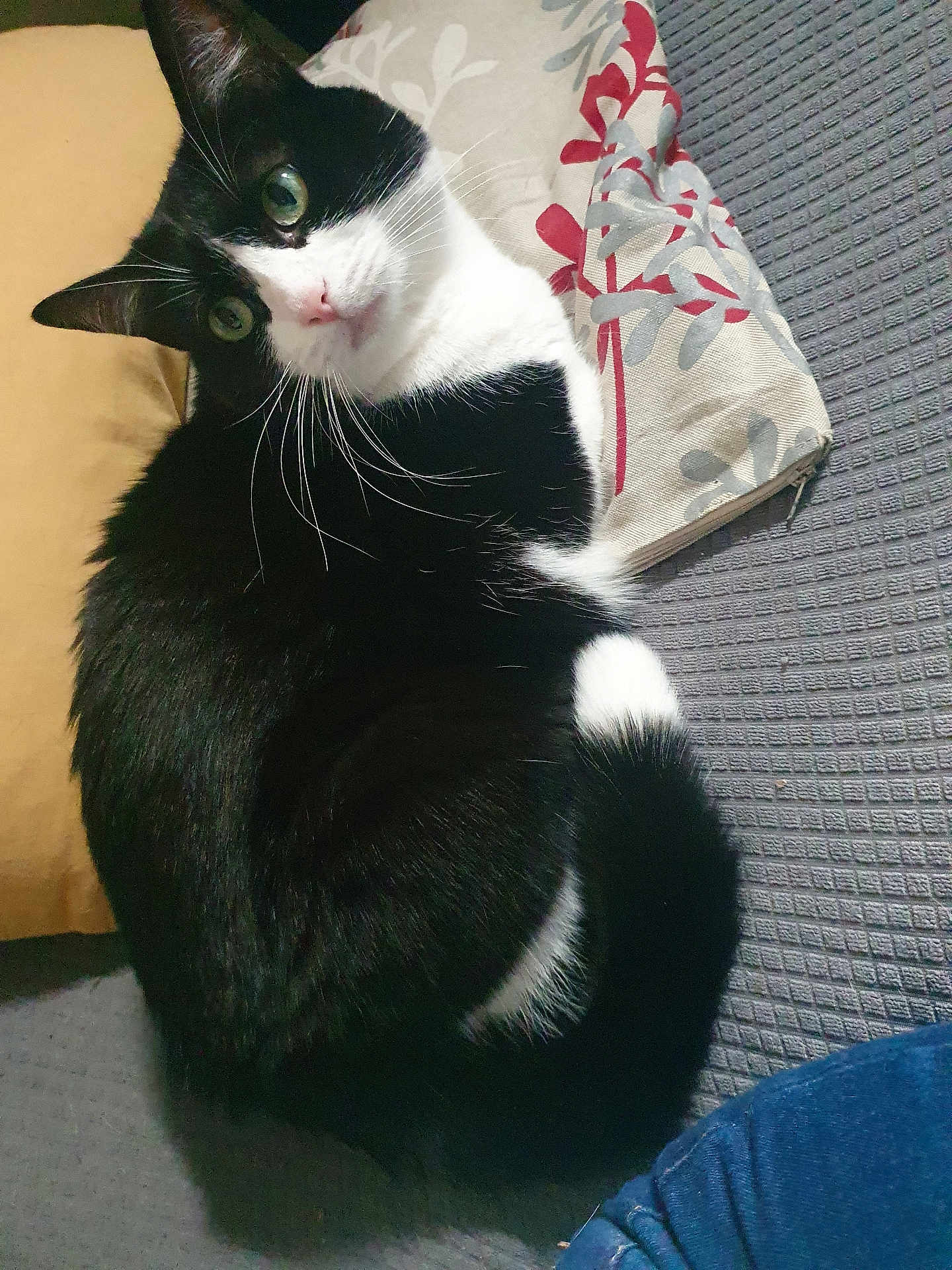 Slim a rejoint le concours — aidez-le/la à gagner de superbes lots ! cat, tuxedo_cat, black_and_white, whiskers, green_eyes, pillow, patterned_pillow, couch, fabric_texture, curled_up, resting, pet, indoor, close_up, fur, nose, ears, tail, cozy, domestic