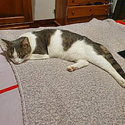 Rasta a rejoint le concours — aidez-le/la à gagner de superbes lots ! cat, tabby_cat, sleeping_cat, pet, bed, blanket, cozy, paws, fur, indoor, bedroom, dresser, wooden_furniture, resting, domestic_animal, side_view, calm, home, textile, texture